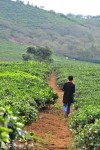 Blumea blooms, tea gardens lure backpackers to Moc Chau
