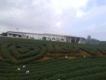 Moc Chau (Son La) - peaceful place in spring