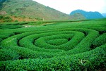 Summer flavor on Moc Chau Plateau