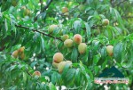 What does it have in summer Moc Chau tourism?
