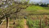 These experiences should definitely try when traveling Moc Chau