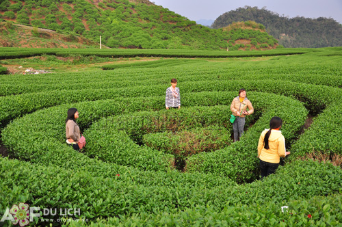 Visting tea plantations in Moc Chau