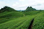 BEAUTIFUL MOC CHAU PLATEAU SUITS THIRSTY TRAVELLERS TO A ‘TEA'