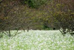 Ecstasy with the fields of napa cabbage flowers in Moc Chau,