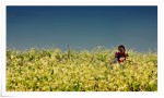 Moc Chau- season of flowers cauliflower