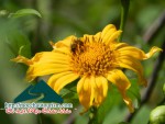 Yellow wild flowers on Moc land
