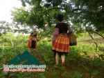 Picking plums in Moc Chau