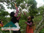 Beauty of Long Luong in Moc Chau