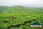 April come to Moc Chau picking peachs