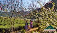 Đinh Phong - Mộc Châu ơi, mùa xuân về