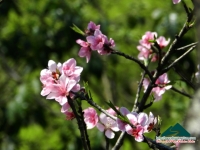 Hữu Thiện - Ngất ngây đào Mộc Châu
