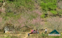 Hữu Thiện - Ngất ngây đào Mộc Châu