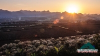 Mộc Châu rực rỡ nắng xuân - Huy Hòa