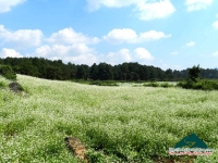 Huyền Trang - Mộc Châu lung linh mùa hoa cải trắng
