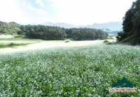 Huyền Trang - Mộc Châu lung linh mùa hoa cải trắng