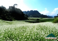 Huyền Trang - Mộc Châu lung linh mùa hoa cải trắng