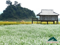 Huyền Trang - Mộc Châu lung linh mùa hoa cải trắng