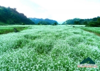 Huyền Trang - Mộc Châu lung linh mùa hoa cải trắng