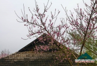 Xuân Mộc Châu - Minh Phóng