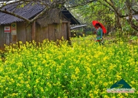 Xuân Mộc Châu - Minh Phóng