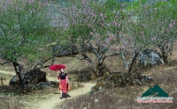 Xuân về trên cao nguyên Mộc Châu - Minh Phóng