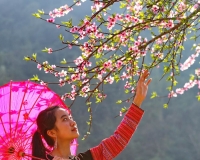 Xuân về trên cao nguyên Mộc Châu - Minh Phóng