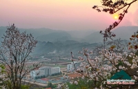Xuân về trên cao nguyên Mộc Châu - Minh Phóng