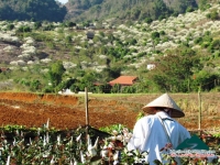 Hoa xuân Mộc Châu - Tú Ngọc
