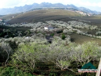 Hoa xuân Mộc Châu - Tú Ngọc