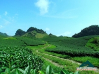 Hoa xuân Mộc Châu - Tú Ngọc