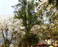 Hoa ban mùa xuân - Thùy Nhung