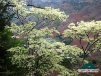 Hoa ban mùa xuân - Thùy Nhung