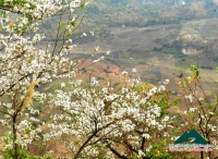 Hoa ban mùa xuân - Thùy Nhung