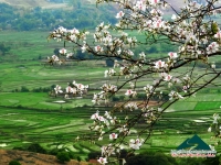 Hoa ban mùa xuân - Thùy Nhung