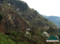 Hoa ban mùa xuân - Thùy Nhung