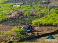 Xuân về trên bản Mông - Đinh Phong
