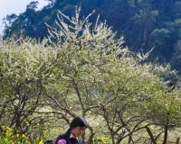 Xuân về trên bản Mông - Đinh Phong