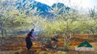 Xuân về trên bản Mông - Đinh Phong