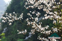 Hoa ban - Nàng tiên của mùa xuân - Nguyễn Nhung