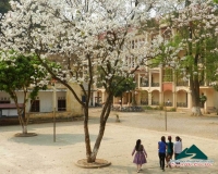 Hoa ban - Nàng tiên của mùa xuân - Nguyễn Nhung