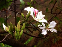 Hoa ban - Nàng tiên của mùa xuân - Nguyễn Nhung