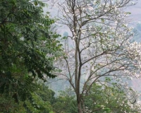 Hoa ban - Nàng tiên của mùa xuân - Nguyễn Nhung