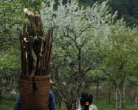 Quang Đức Xuân