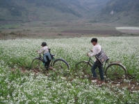 Sắc hoa Mộc Châu - Quang Đức