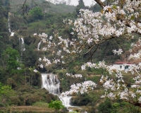 Sắc hoa Mộc Châu - Quang Đức