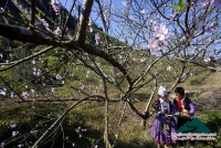 Những mùa xuân nho nhỏ - Phan Quốc Thành