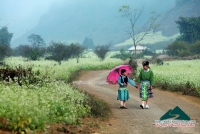 Những mùa xuân nho nhỏ - Phan Quốc Thành