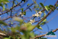 Mộc Châu choàng áo xuân - Vũ Thanh Vân