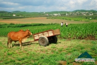 Mộc Châu choàng áo xuân - Vũ Thanh Vân